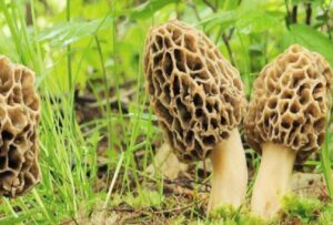 Read more about the article Gucchi: the expensive Himalayan mushroom provides immunity from diseases